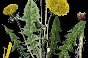 PRIMAVERA: VIA LE TOSSINE, CON TARASSACO E INSALATA