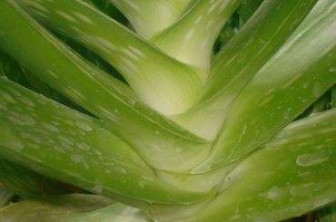 LUNGA VITA…….CON L’ALOE