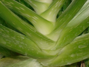 LUNGA VITA…….CON L’ALOE